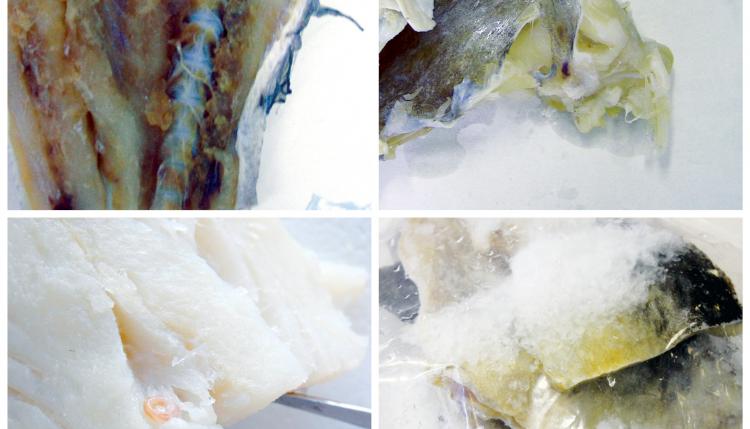 bacalhau defeituoso